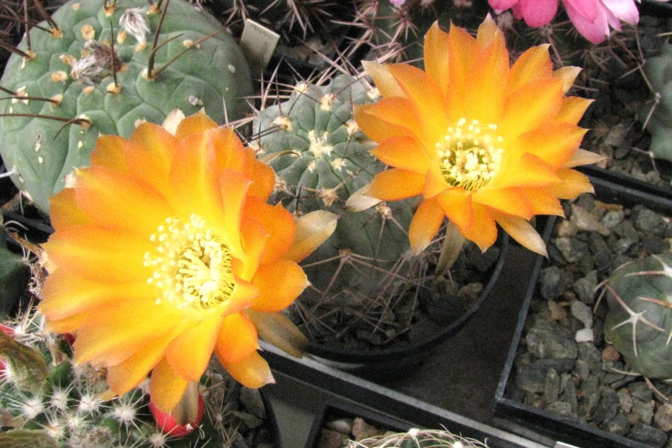 Acanthocalycium aurantiacum FR148 Rausch (1968)