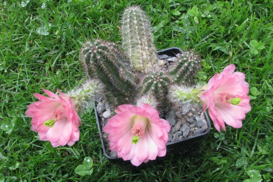 Echinocereus salm - dyckianus Scheer (1856)