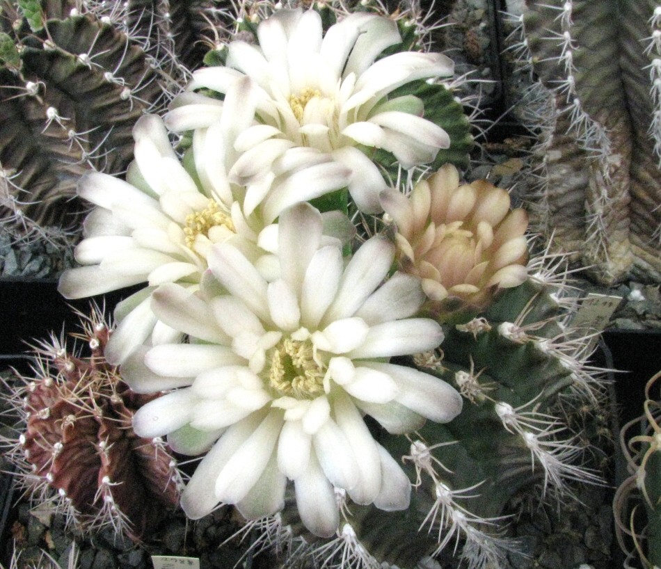 Gymnocalycium mihanovichii (Frič ex Gürke) Britton et Rose var.friedrichii Werdermann (1936)-