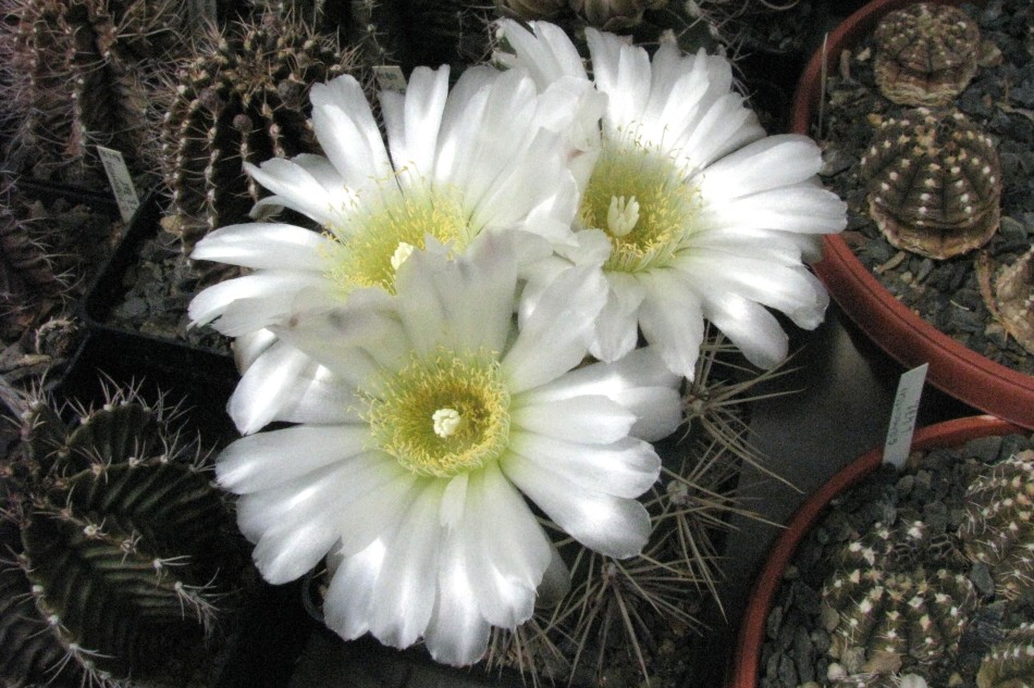 Gymnocalycium gibbosum (Haworth) Pfeifer (1845)