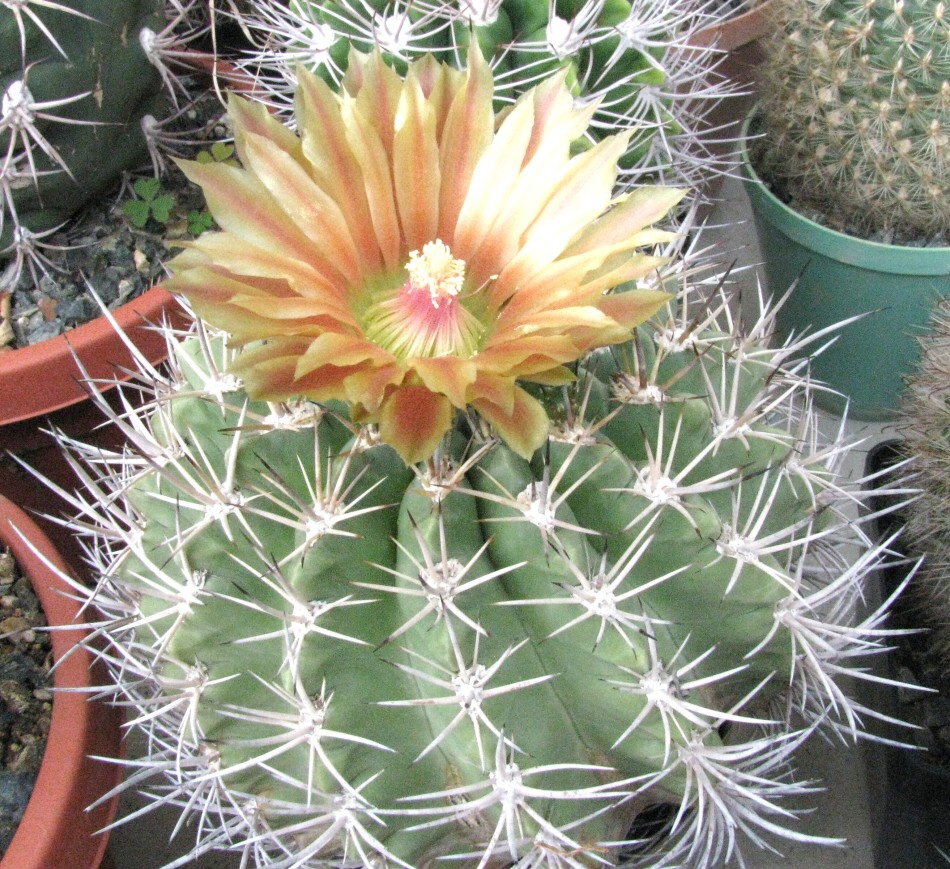 Horridocactus curvispinus (Bert.) Backeberg