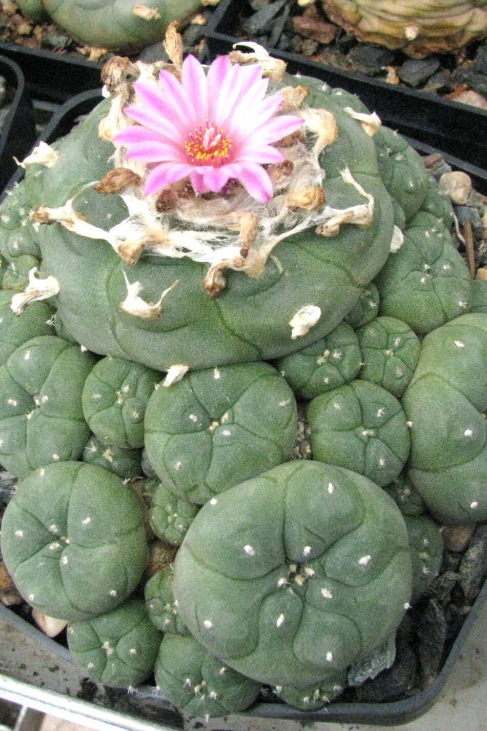 Lophophora williamsii v.jourdaniana