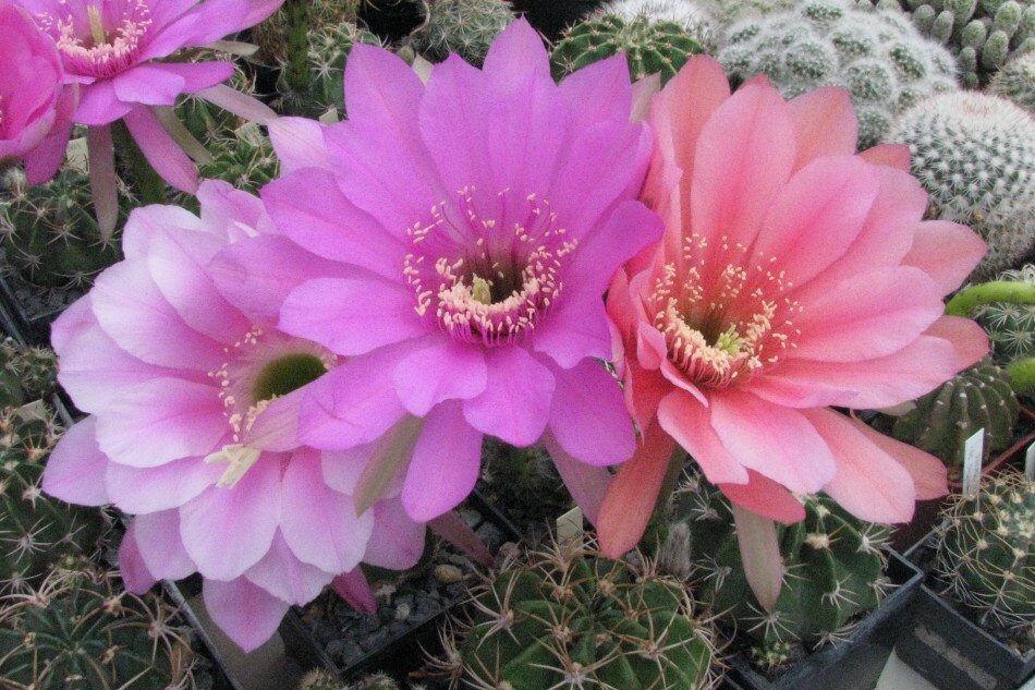 Echinopsis obrepanda (SD) K.Schumann (1894) v.purpurea