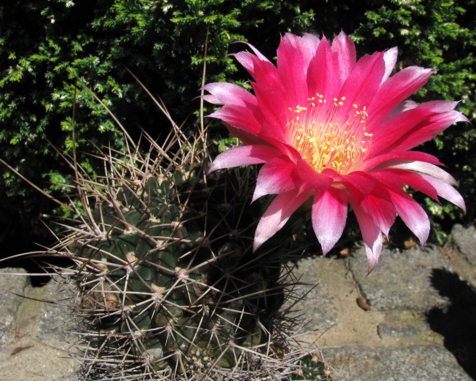 Lobivia leucoviolacea Backeberg