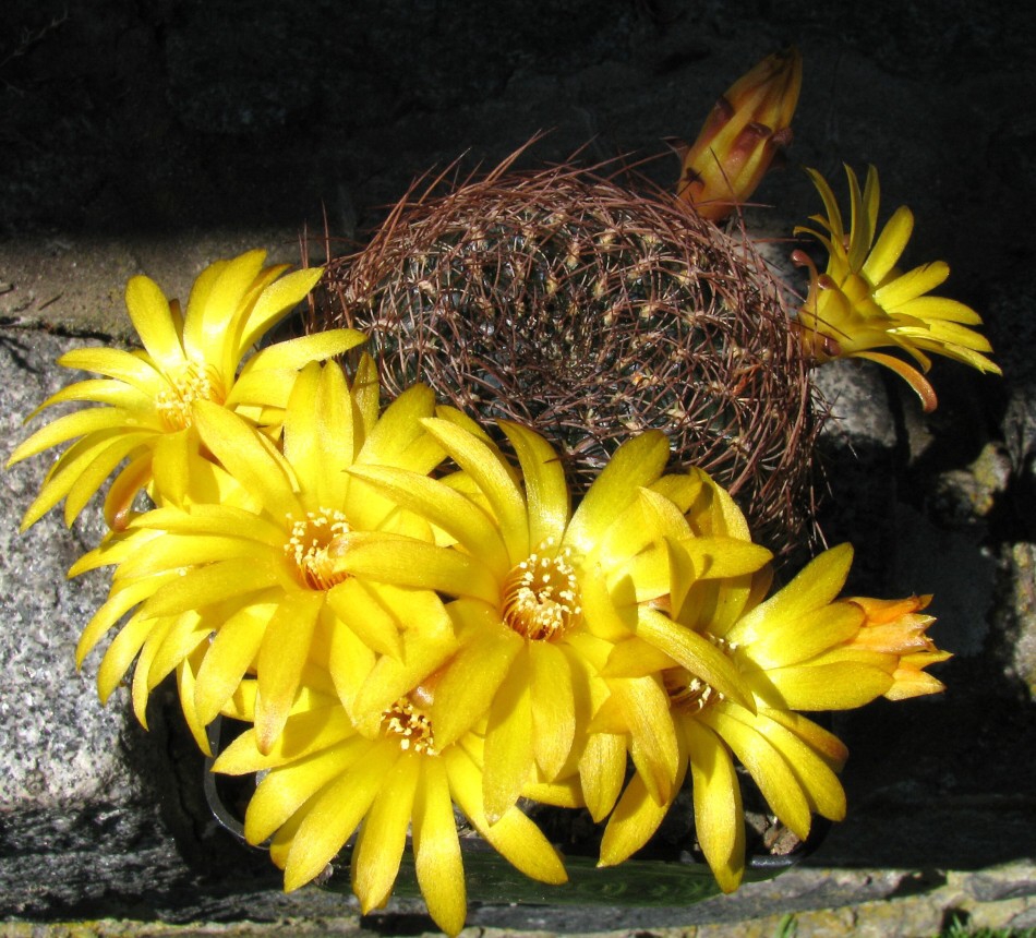 Sulcorebutia menesesii (Cárdenas) Buining et Donald