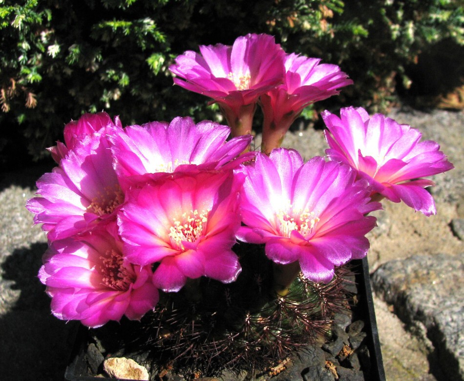 Sulcorebutia oenantha Rausch v.pampagrandensis (Rausch) Augustin et Gertel