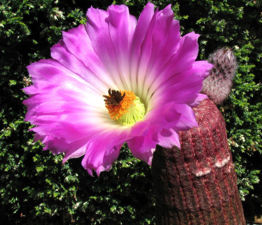 Echinocereus pectinatus (Scheidweiler) Engelmann (1848)