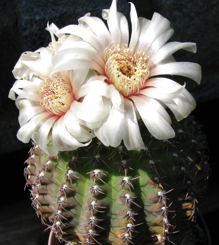 Gymnocalycium stellatum Spegazzini (1925)