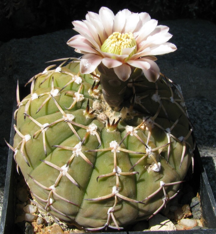 Gymnocalycium stellatum v.minimum (Pažout) R.