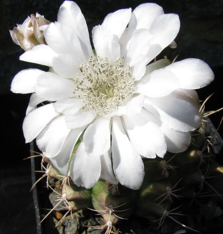 Gymnocalycium anisitsii (Schuman) Br.et R. (1922)