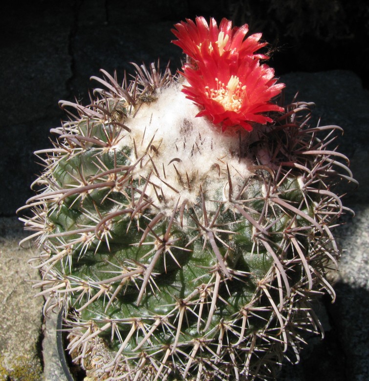 Parodia subterranea Ritter (1964)