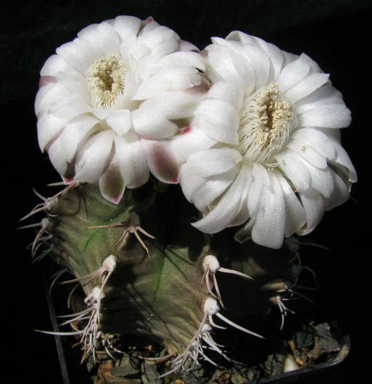 Gymnocalycium mihanovichii v.melocactiforme Pažout (1951)