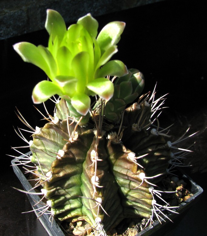 Gymnocalycium mihanovichii v.stenogonum Frič ex Pažout (1948)