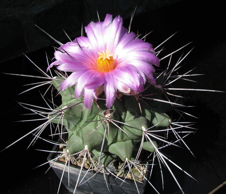 Thelocactus rinconensis (Poselger) Britton et Rose v.freudenbergerii  R.Haas (1992)