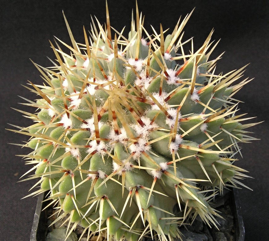 Notocactus buiningii Buxbaum (1968)