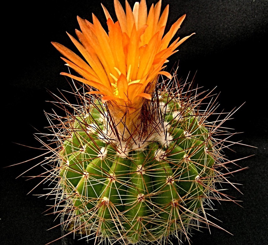 Notocactus horstii Ritter (1966)