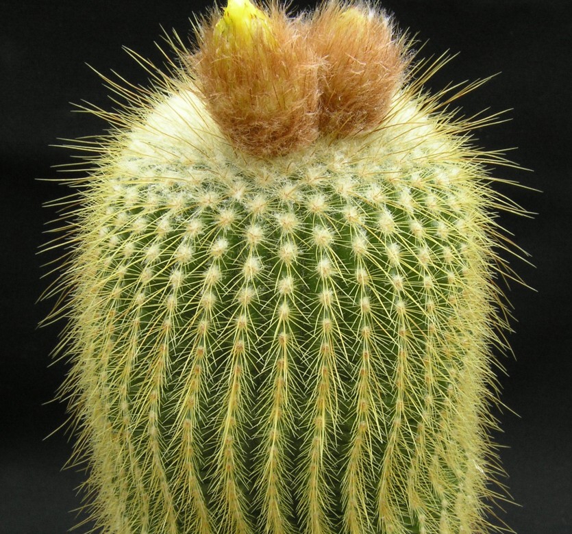 Notocactus leninghausii (Haage jr.) Krainz (1968)