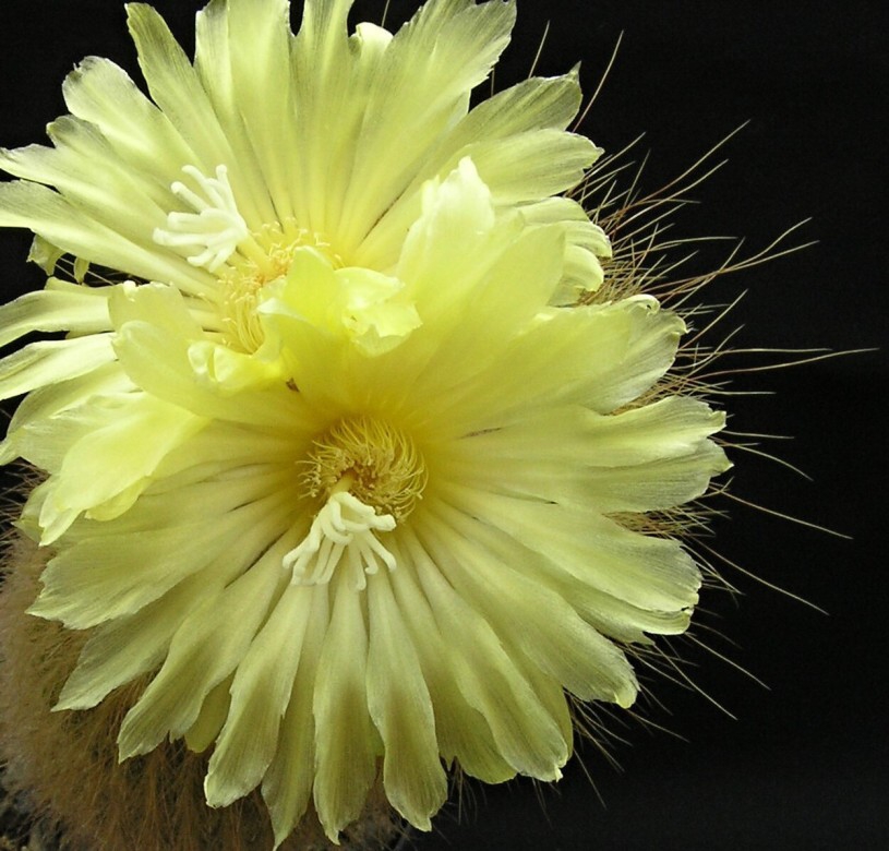 Notocactus leninghausii (Haage jr.) Krainz (1968)-