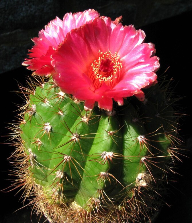 Notocactus-ottonis (Lehmann) Backeberg v.vencluianus Schütz (1965)