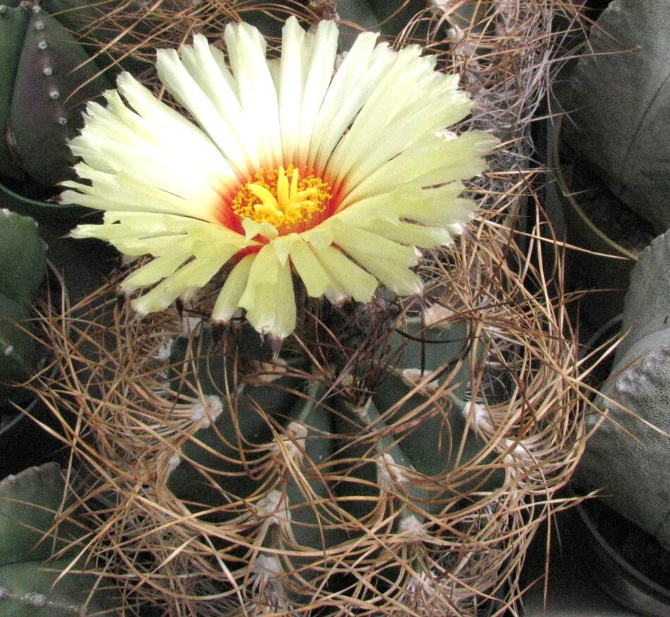 Astrophytum senile v.aureum (Möller) Backeberg (1937)