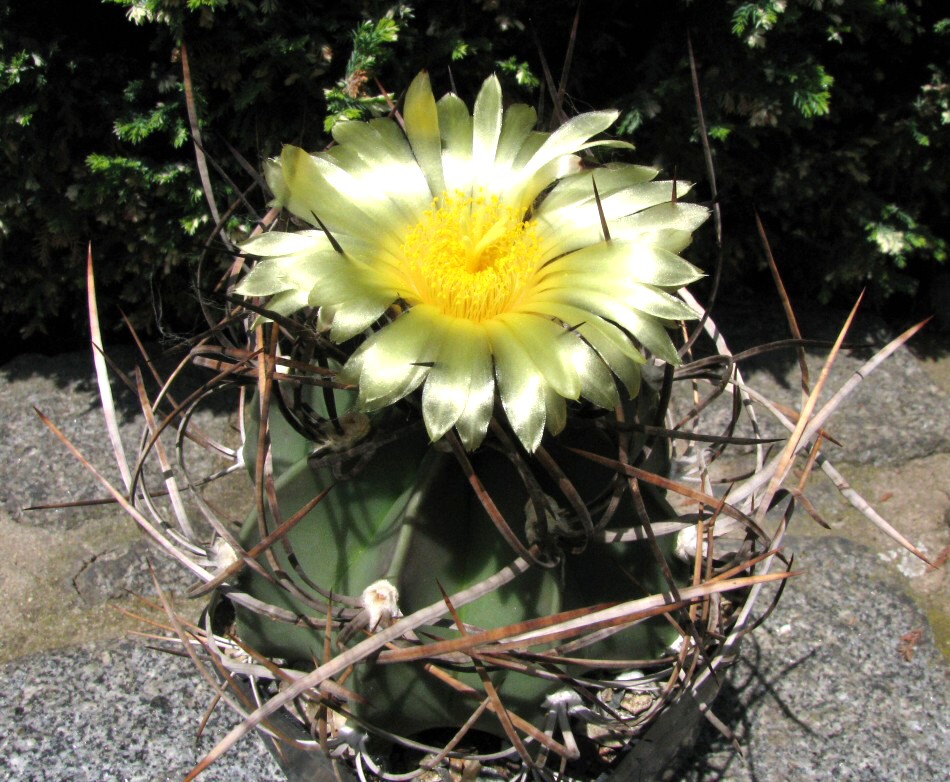 Astrophytun crassispinum (Mexiko)