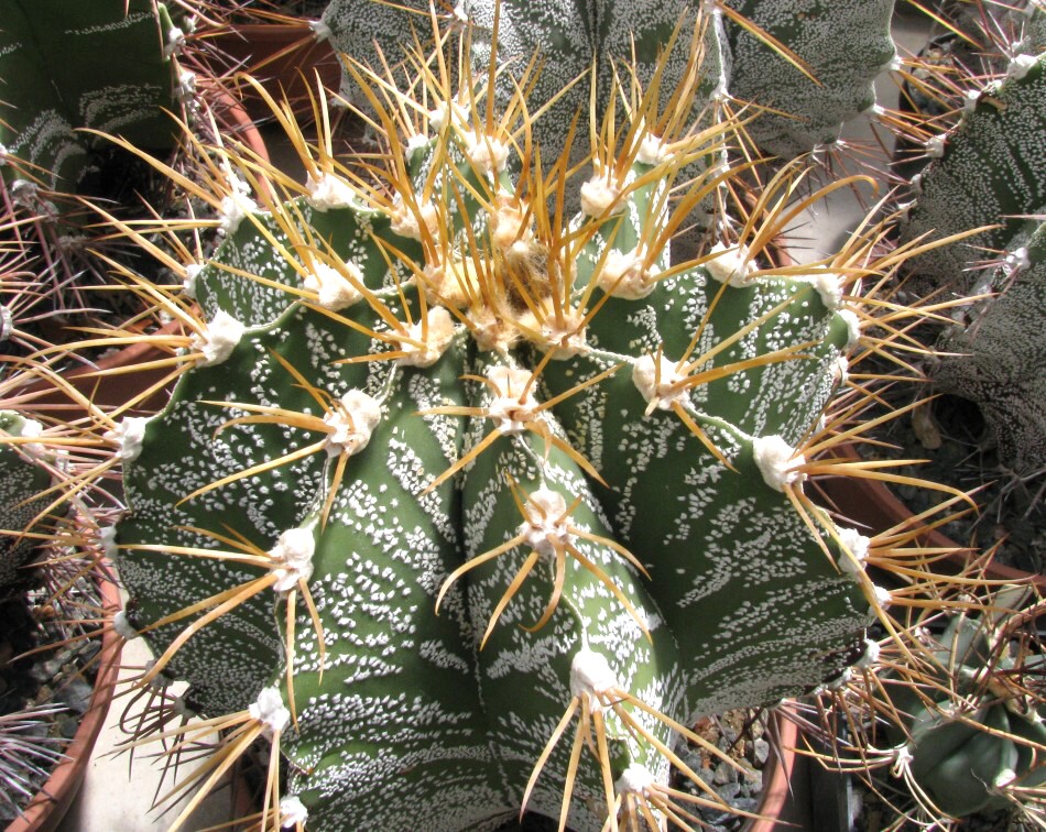 Astrophytum ornatum  (De Condolle) Britton et Rose (1922)