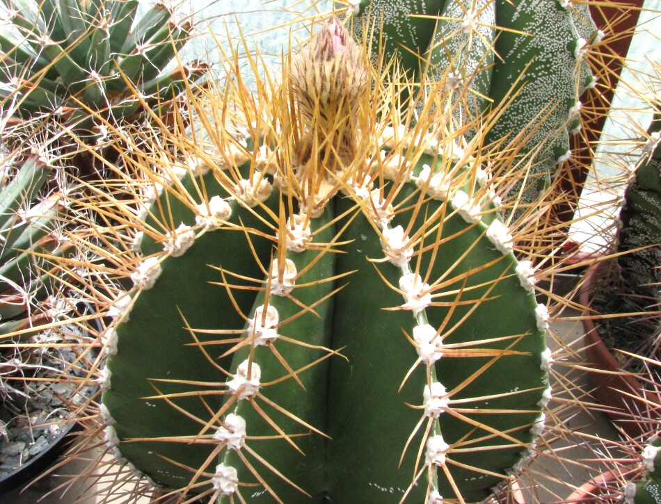 Astrophytum ornatum v glabrescens K.Schumann (1898)