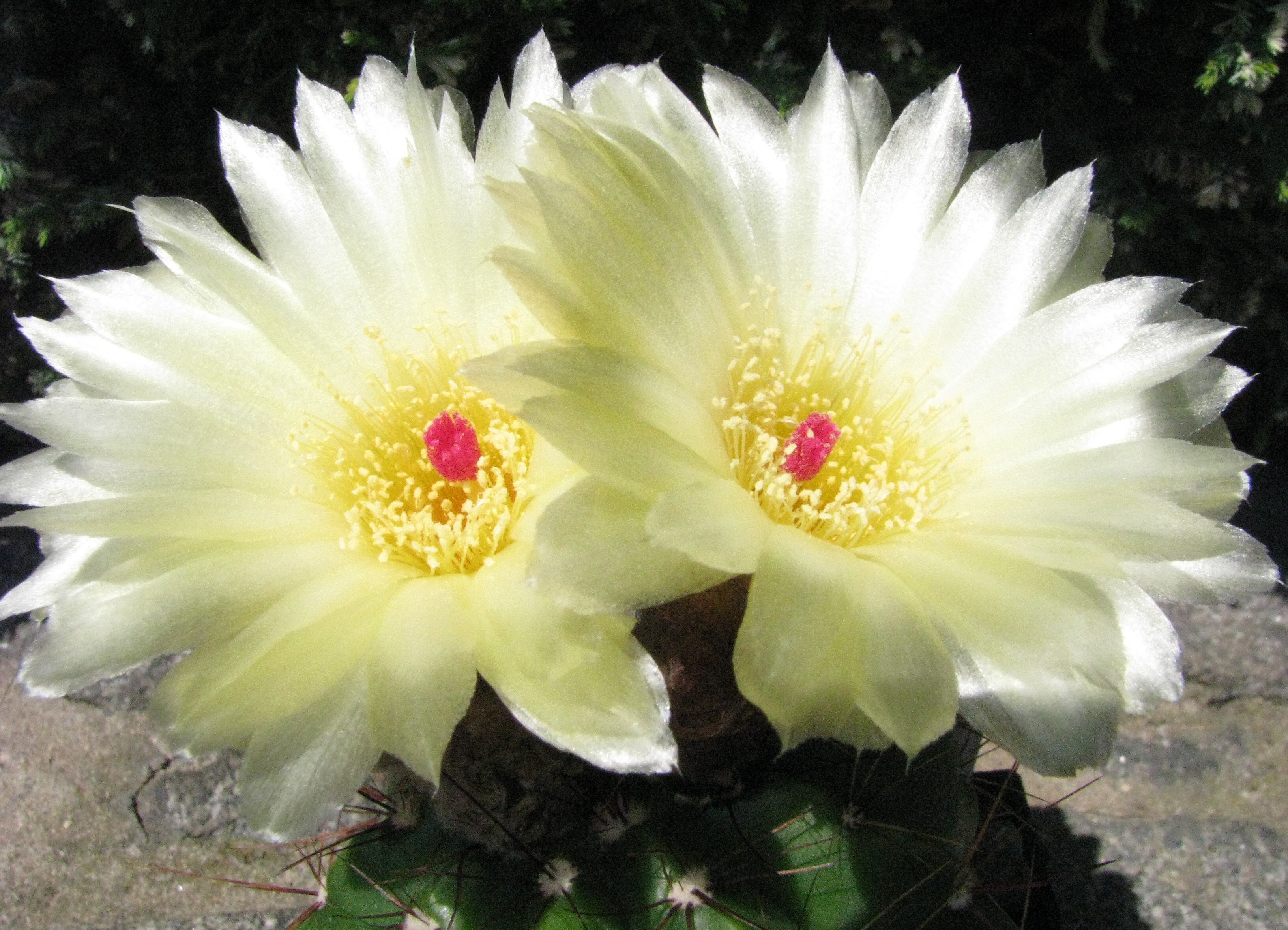 Notocactus ottonis v.acutangularis (Lehmann) Backeberg (1935)