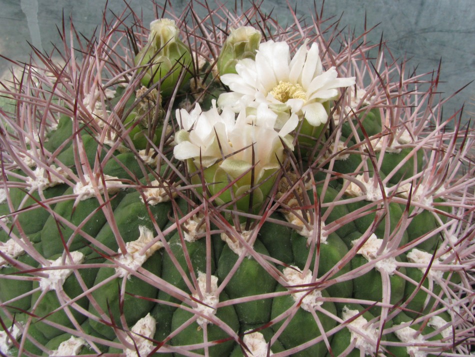 Gymnocalycium saglionis (Cels) Britton et Rose (1922)