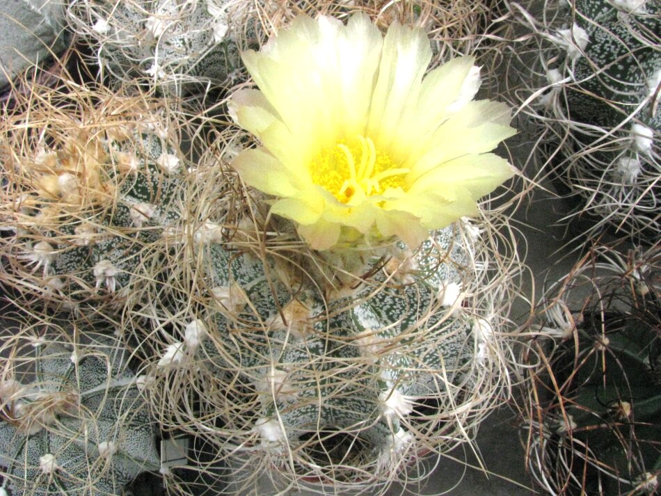 Astrophytum senile f.crassispinoides