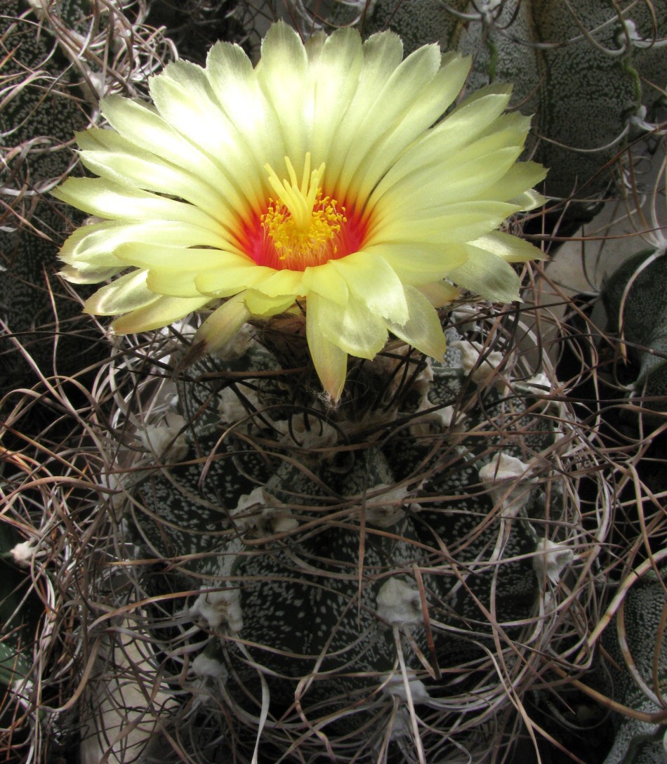 Astrophytum capricorne (Dietrich) Britton et Rose (1922)