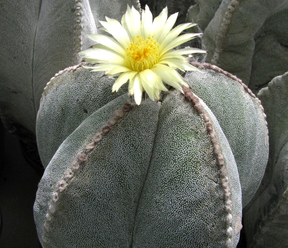 Astrophytum myriostigma Lemaire (1839)