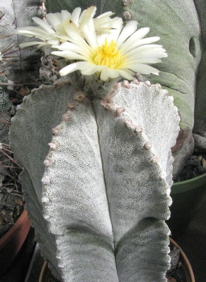 Astrophytum myriostigma v.columnare (K.Schumann) Sadovský et Schütz (1979)