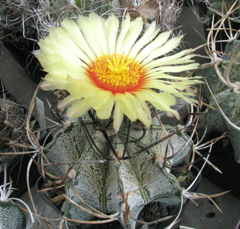 Astrophytum niveum  (Kayser) W.Haage et Sadovský (1957)