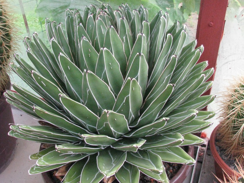 Agave victoriae-reginae T.Moore