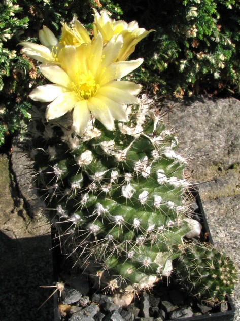 Copiapoa humilis (Phil.) Ritt. (1953)