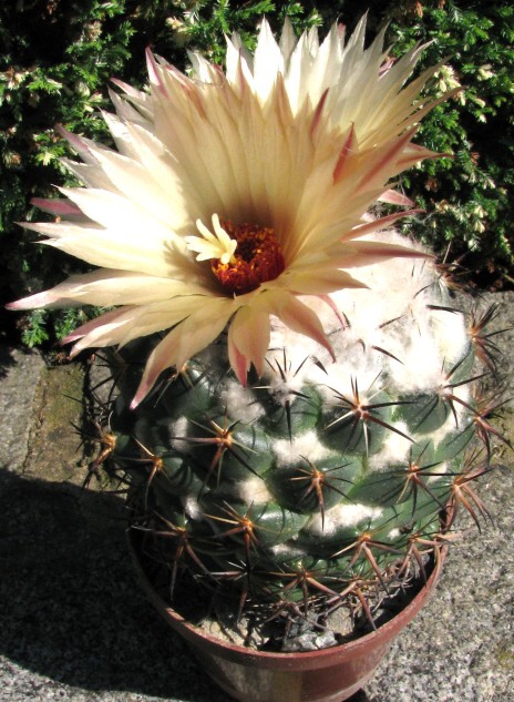 Coryphantha sulcolanata Lemaire