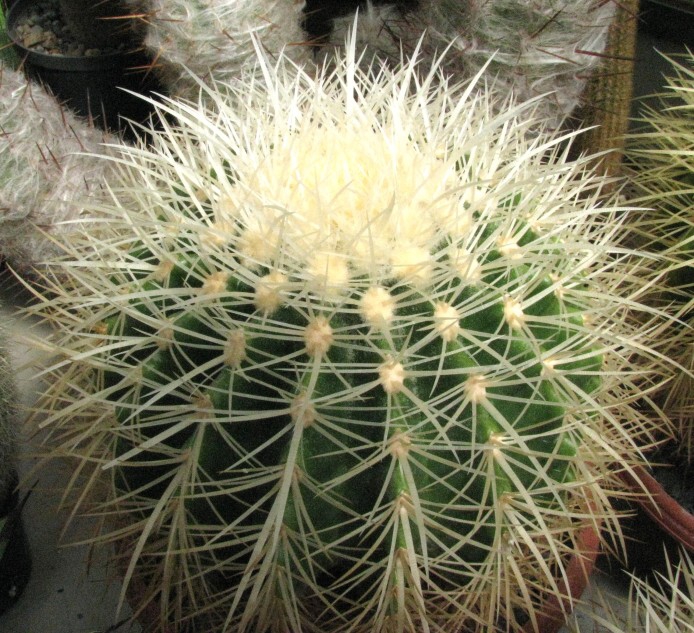 Echinocactus grusonii v.albispinus Hildmann (1891)