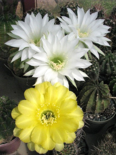 Echinopsis aurea Britton et Rose (1922) a Echinopsis denudata