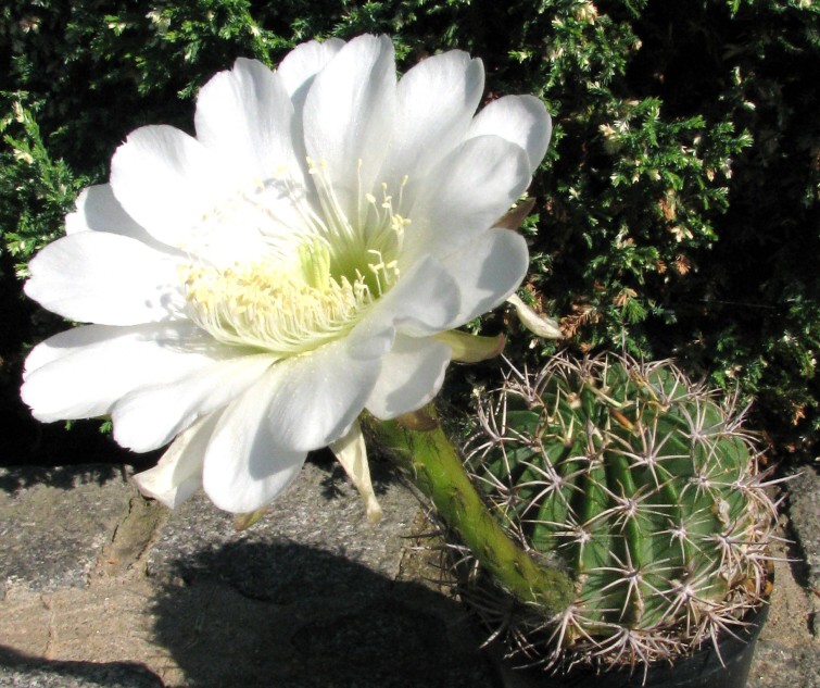 Echinopsis obrepanda JO 184 K.Schumann (1894)