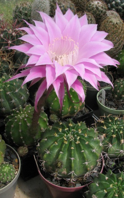 Echinopsis werdermannii Frič ex Fleischer (1962)