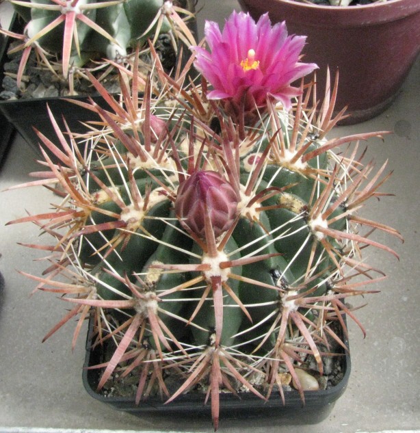 Ferocactus fordii (Orc.) Britton et Rose.