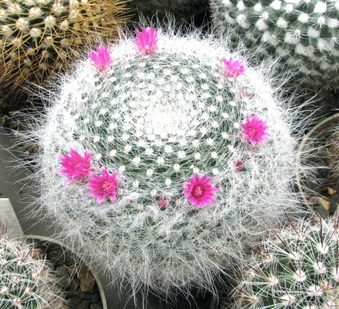 Mammillaria hahniana Werdermann (1929)