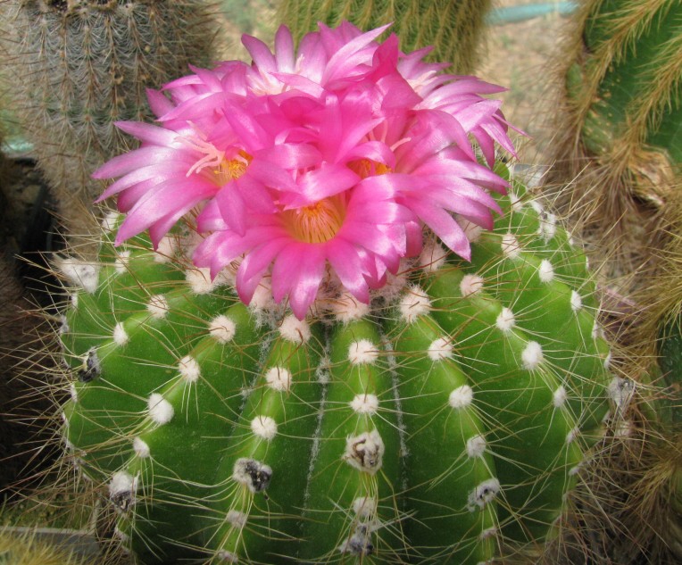 Notocactus purpureus Ritter (1970)