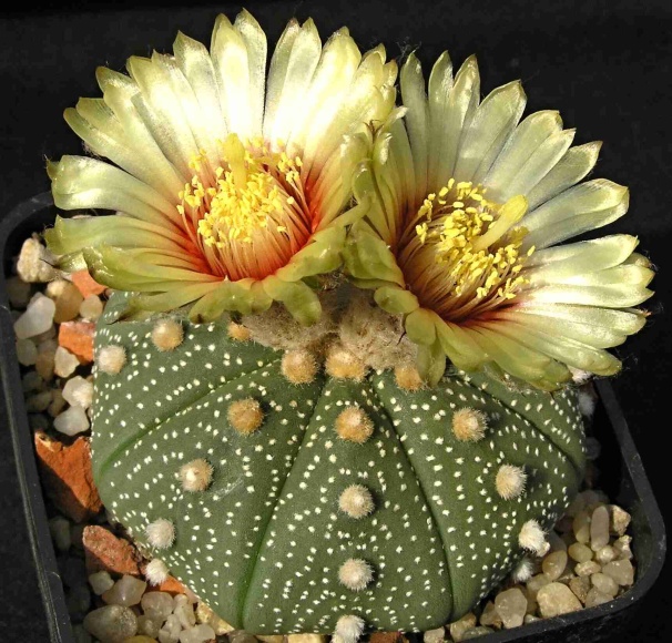 Astrophytum asterias (Zuccarini) Lemaire (1868)