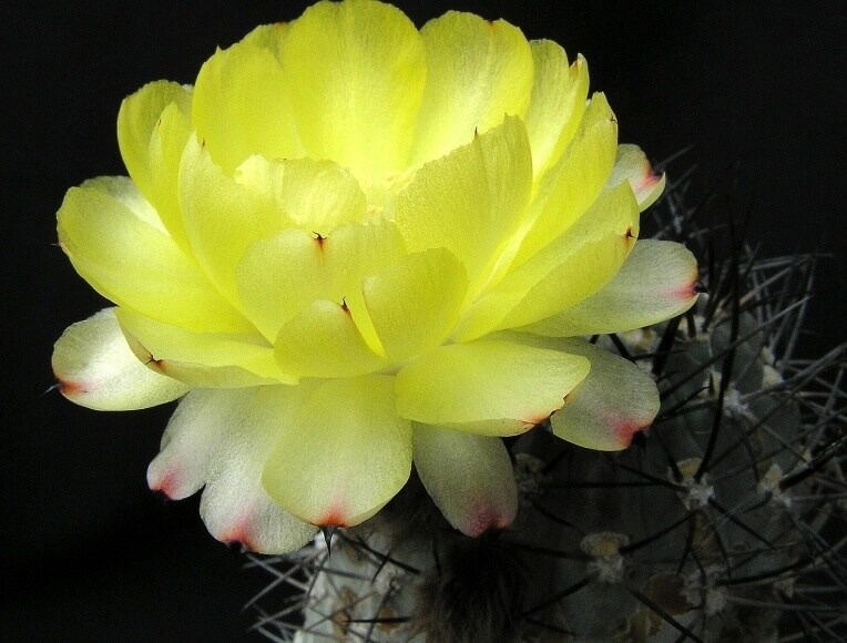 Acanthocalycium catamarcense  Ritter