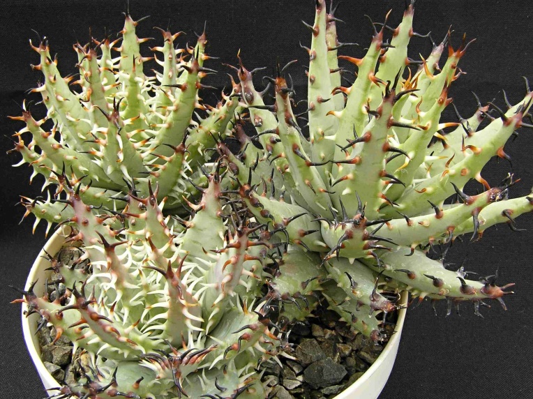 Aloe erinacea Hardy (1972) 