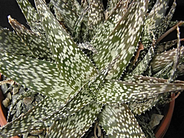 Aloe rauhii Reynolds (1963)