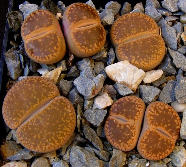 Lithops aucampiae L.Bol. (1932) C 004