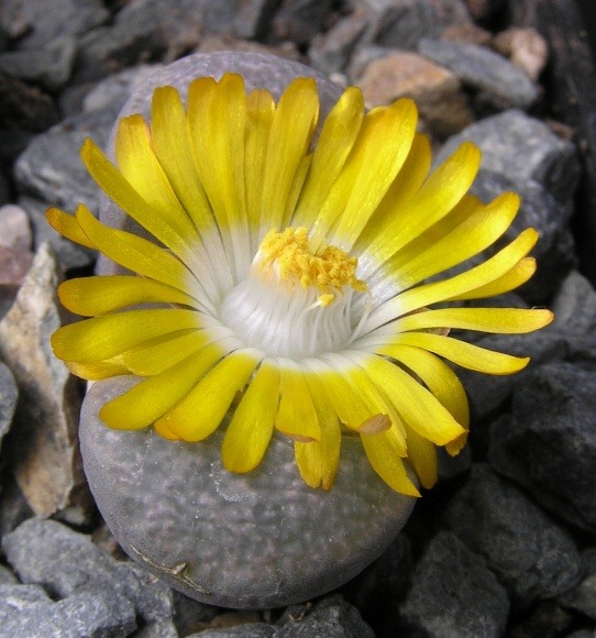 Lithops divergens v.amethystina De Boer (1961) -C 201 